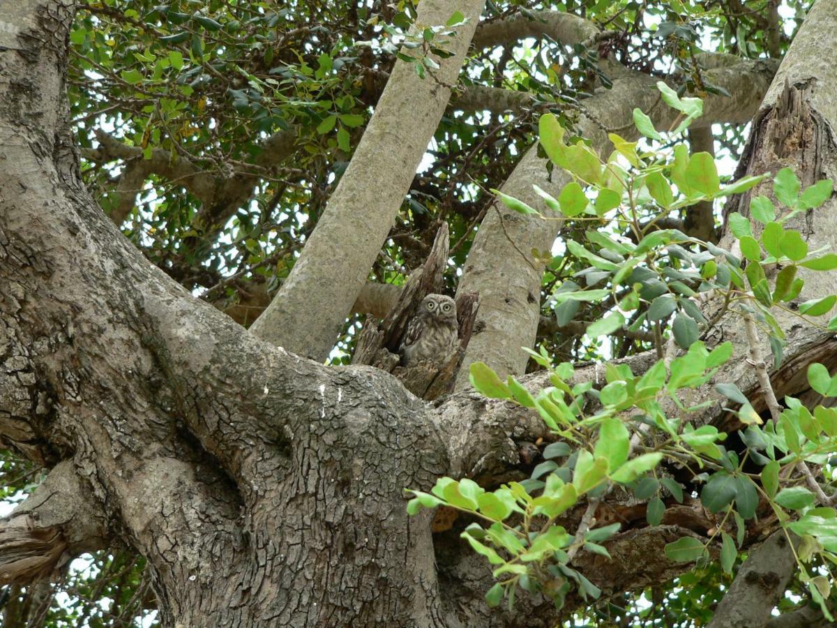 Quinta Toca Do Mocho Villa Quelfes Dış mekan fotoğraf